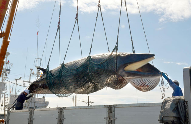 Japan Whaling Controversy 75