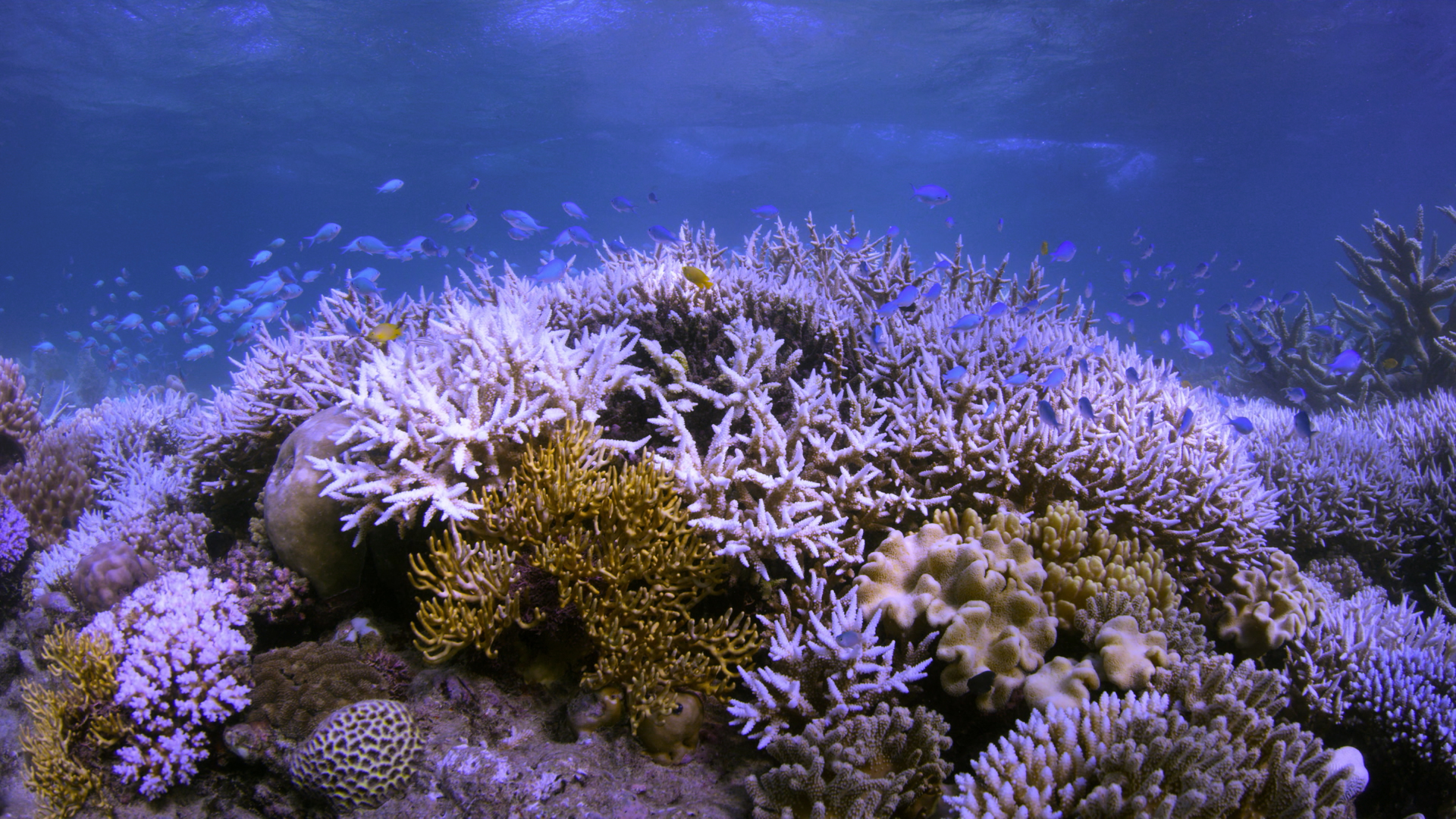 Коралловые рифы образуют. Коралловые рифы Тихого океана. Атлантический океан коралловый риф. Коралловые полипы Тихого океана. Коралловые полипы Атлантического океана.
