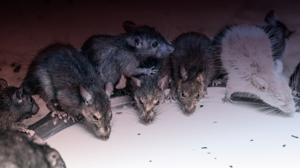 America Is Infested With Rats and Some of Them Are the Size of Infants –  Mother Jones