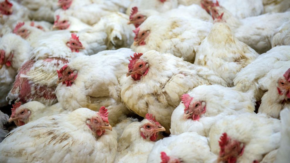 The Chicken Farmers Are Pushing Back – Mother Jones