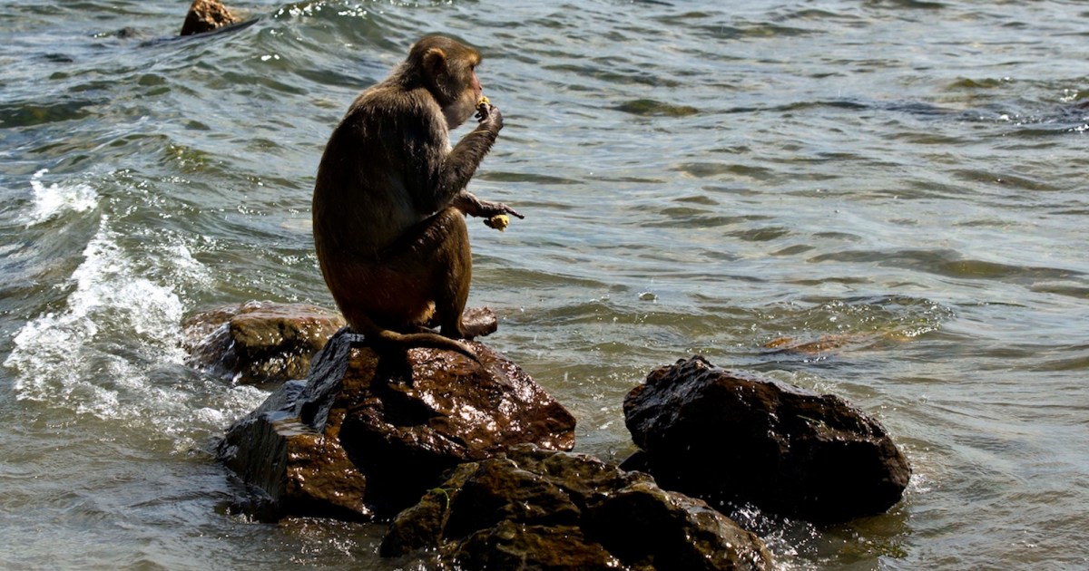 Scientists Scramble to Save 1,000 Primates on Puerto Rico’s “Monkey