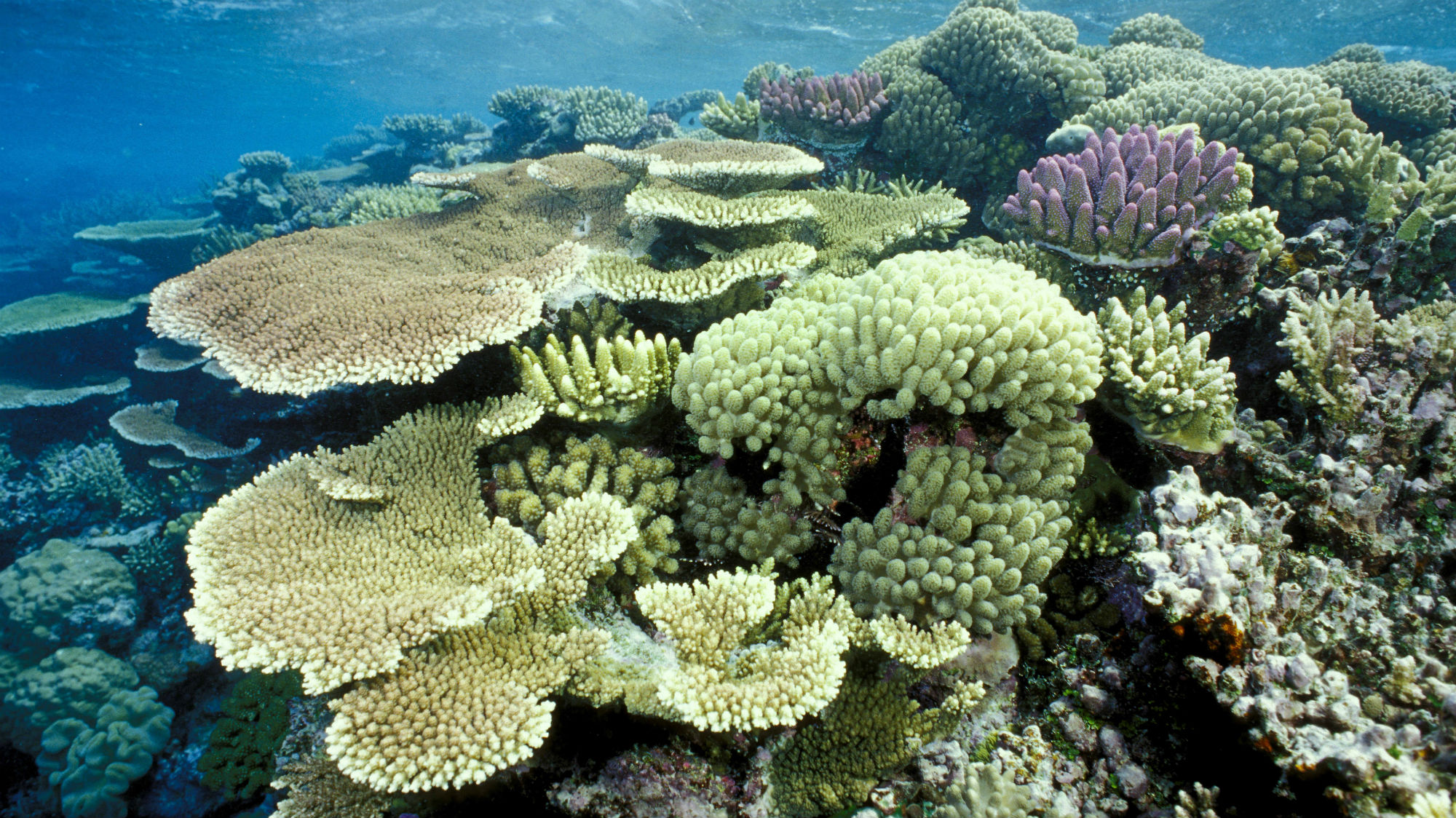 Coral h. Атлантический океан коралловый риф. Амазонский коралловый риф. Коралловые рифы в Амазонке. Бразилия рифы.