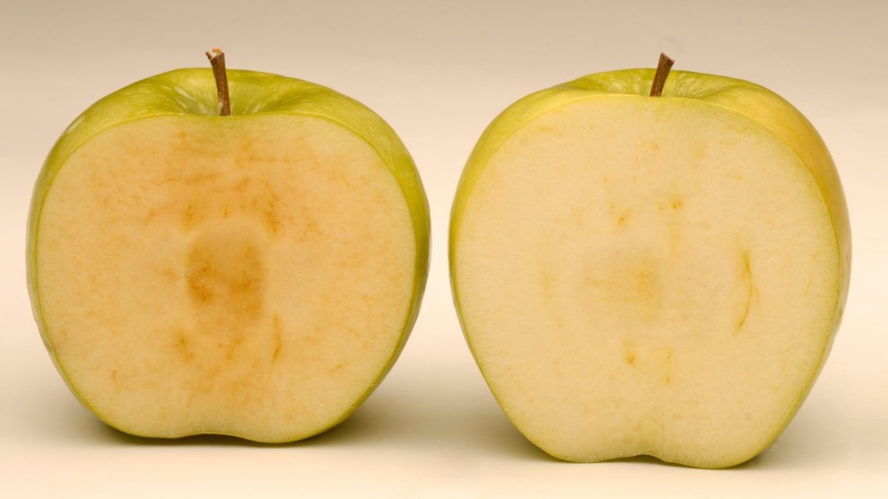 Обгрызенное яблоко как правильно. ГМО яблоки. Потемнение яблока. Яблоки Арктик. Окисленное яблоко.