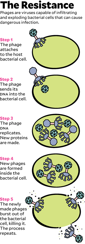 phages_300.png