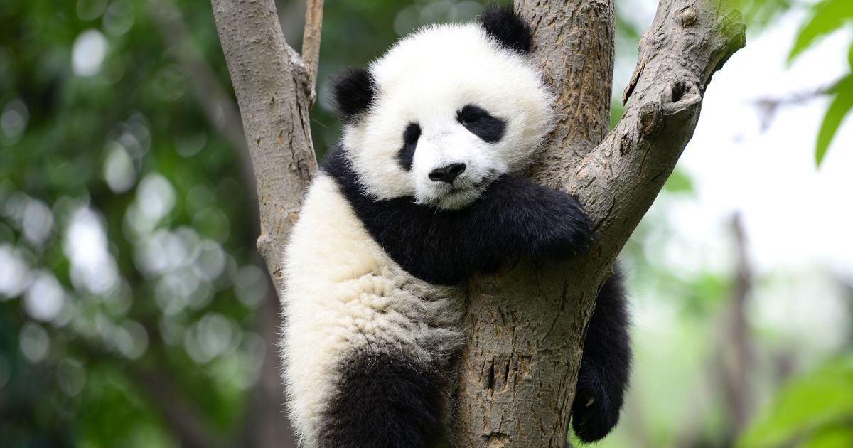 During This Week From Hell, Enjoy Some Good News About Pandas – Mother 