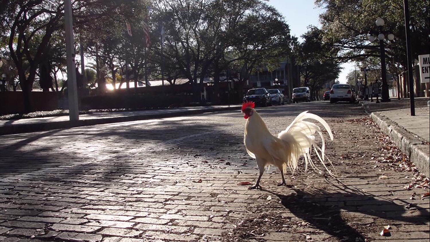 to Tampa, Where Feral Chickens Are High on the Pecking Order