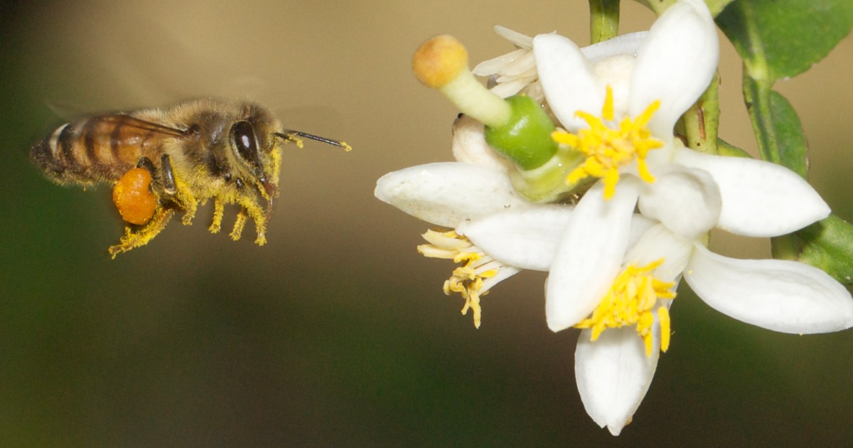 Commercial Hives Might Be Saving Crops, But They're Killing Wild Bees, Smart News
