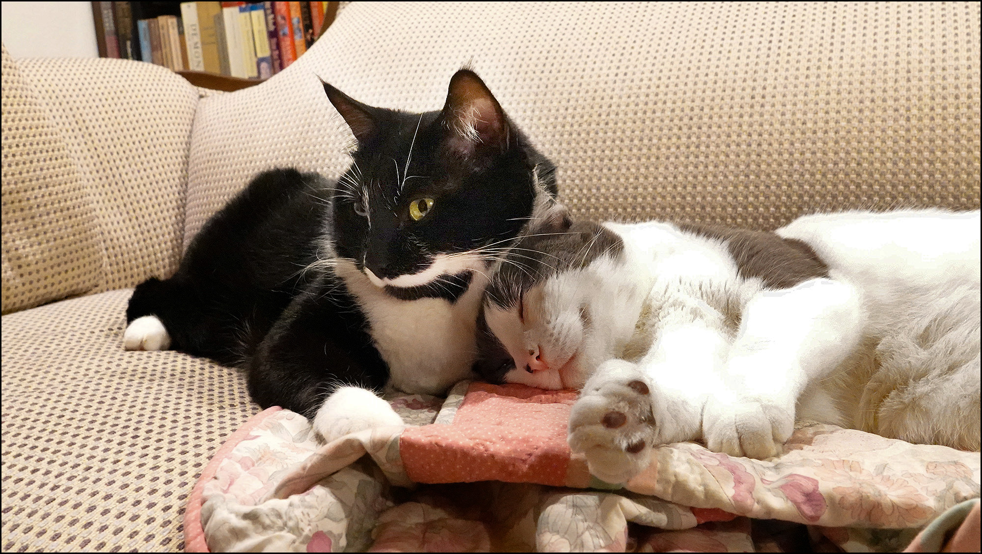 Friday Cat Blogging 1 June 2019 Mother Jones