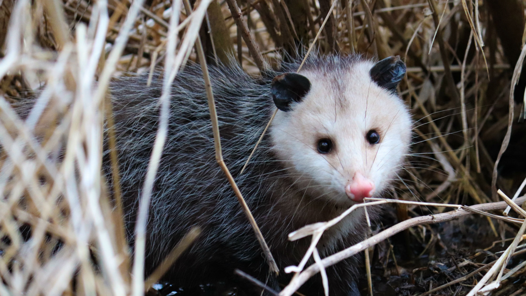 I’ve Stayed Silent for Too Long Opossums Deserve Our Love Mother Jones