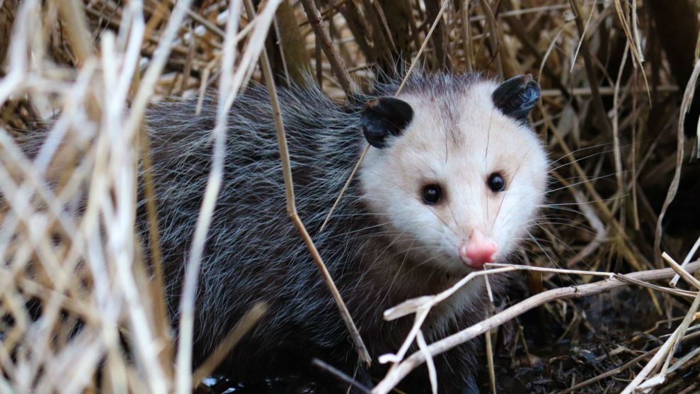 I've Stayed Silent for Too Long: Opossums Deserve Our Love – Mother Jones