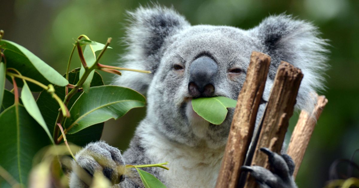 The Key To Saving Starving Koalas Might Be Their Poop Mother Jones