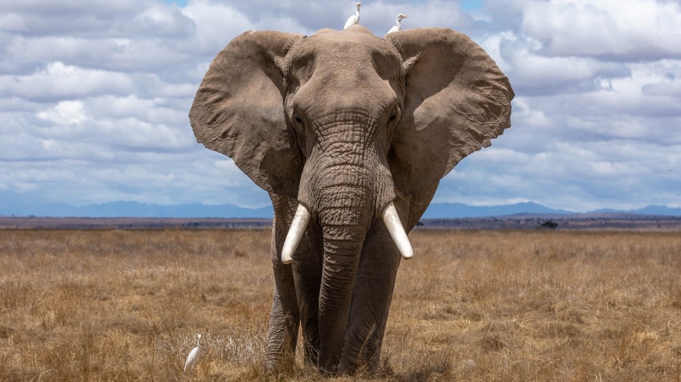 Verwonderend Maybe Elephant Poachers Aren't as Evil as You Think – Mother Jones VJ-74