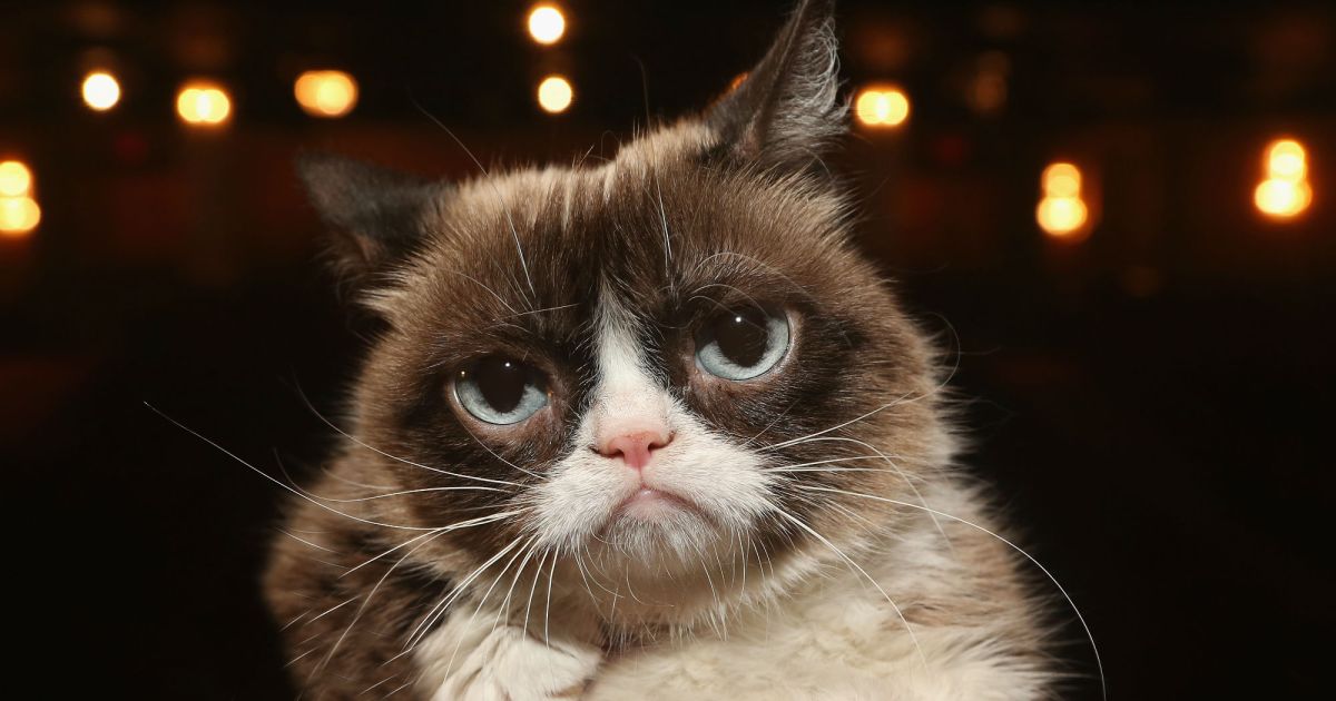 The Official Grumpy Cat
