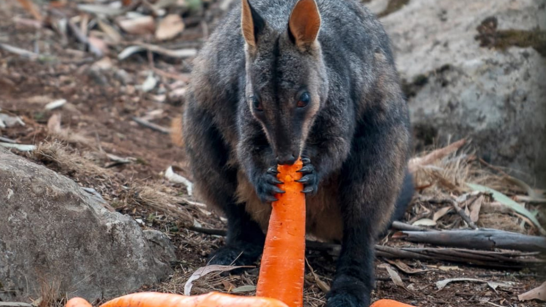 Australia’s Wallabies, Recovering From Fires, Fed by Carrots Falling