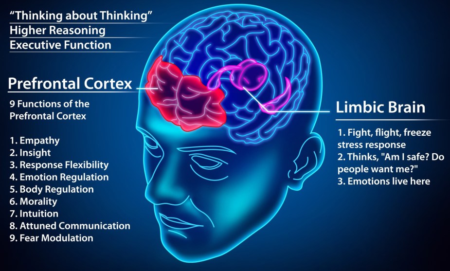 The Human Brain – Making Headway Center