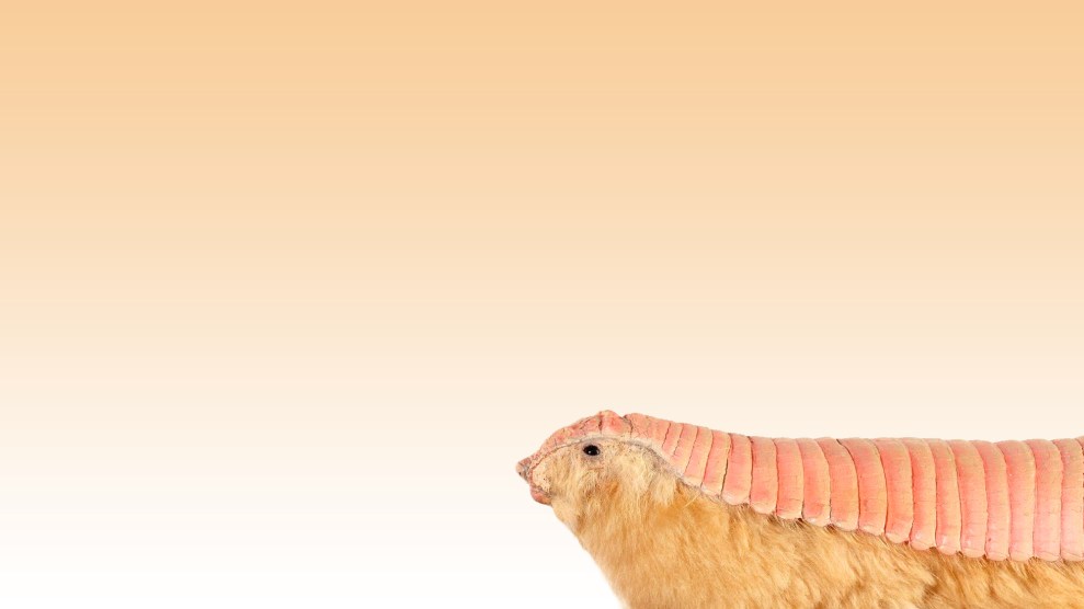 Have You Ever Seen the Adorable Pink Fairy Armadillo? No? It's