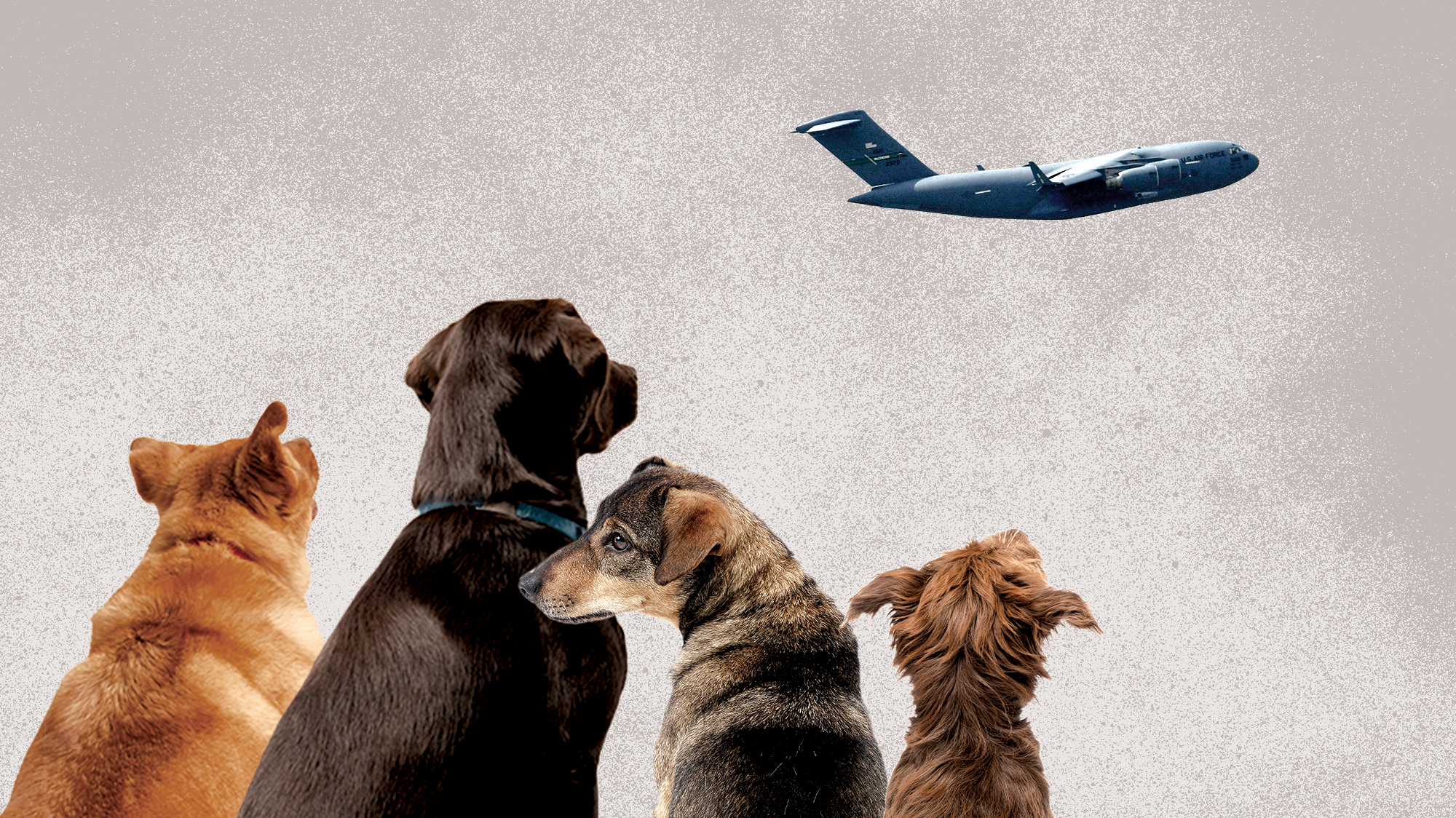 Inside the Wild, Twitter-Fueled Race to Airlift Dogs From Afghanistan –  Mother Jones