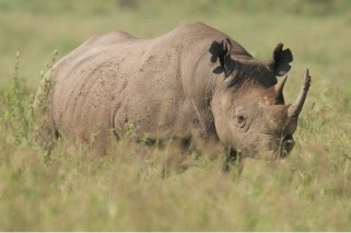 Biodiversity benefits of Animal Kingdom include protection and conservation of many species within the project zone, including the Eastern Black Rhino, which is listed as a critically endangered species.