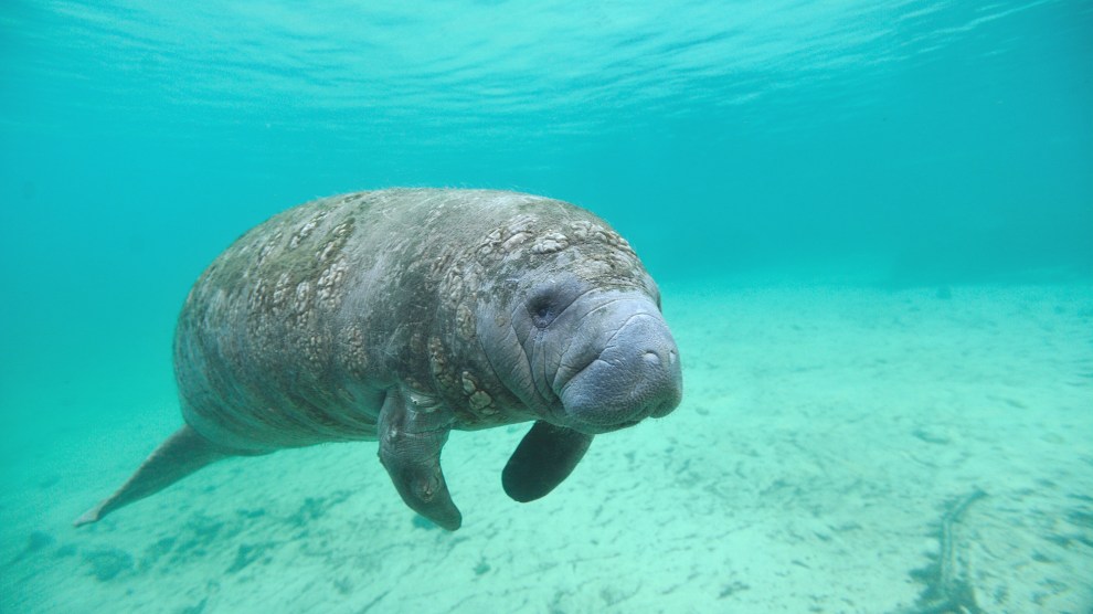 Wildlife Officials Will Hand-Feed Starving Florida Manatees | Lipstick