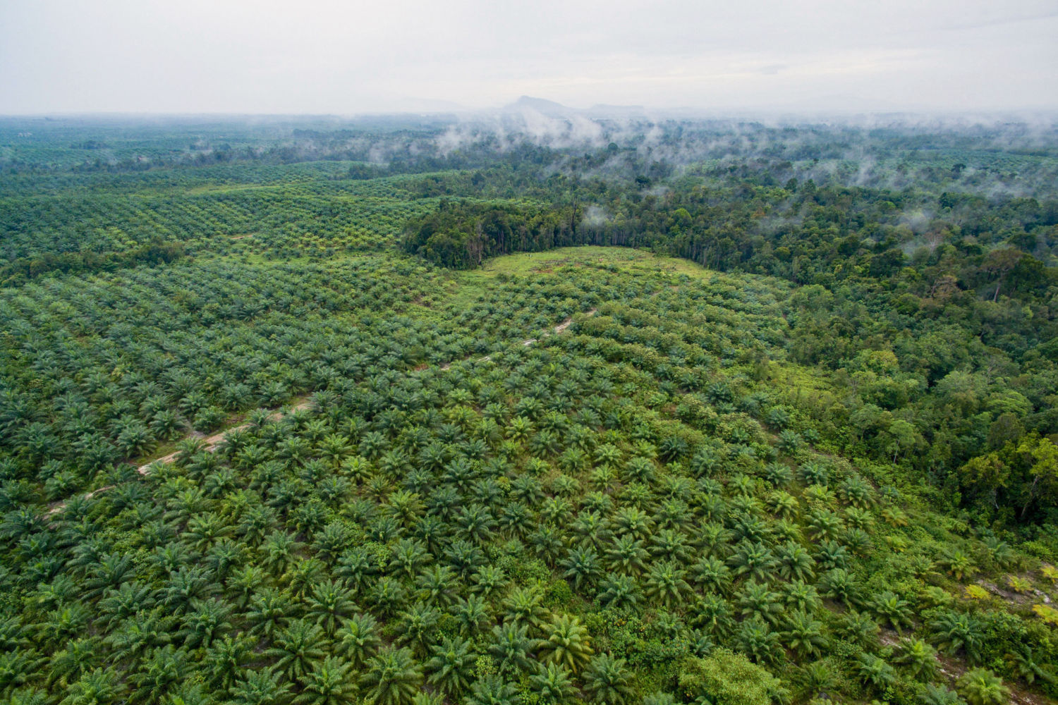 Can Lab-Grown Palm Oil Save the World’s Tropical Forests?