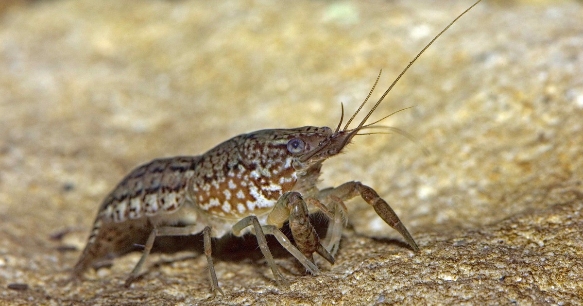 After the Crayfish Clones Invaded, “We Started Eating Them” – Mother Jones