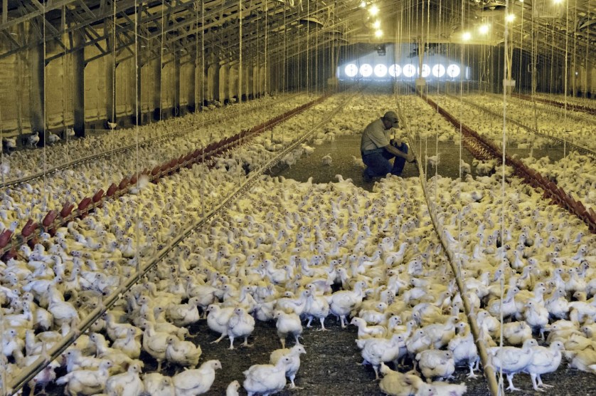 North Carolina Poultry Frenzy: 500 Million Birds and “Zero Transparency” –  Mother Jones