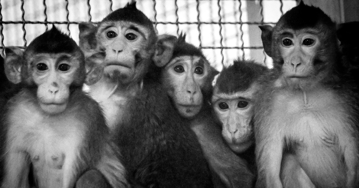 A Plane of Monkeys, a Pandemic, and a Botched Deal: Inside the Science  Crisis You've Never Heard Of â€“ Mother Jones