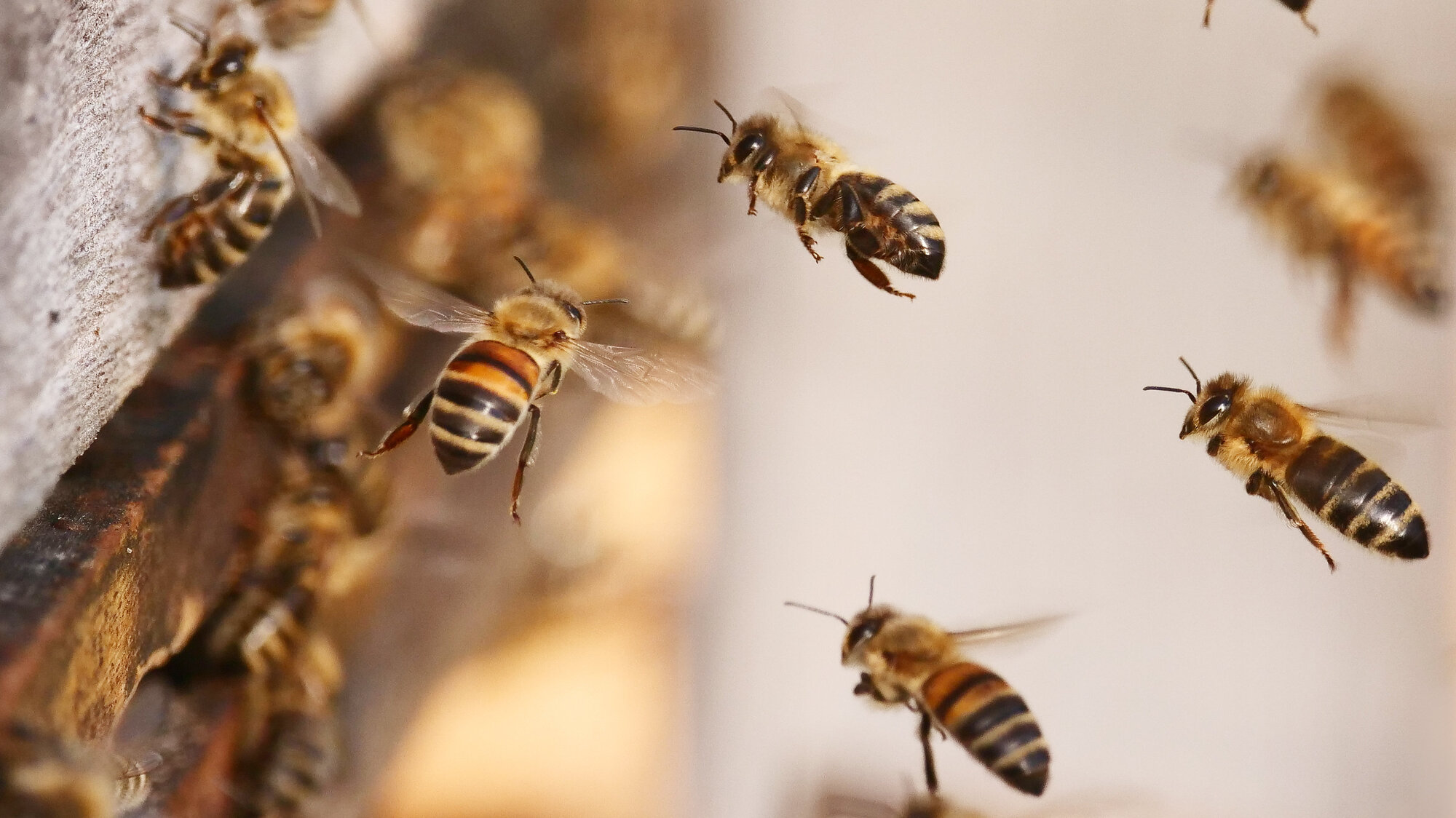 Federal Government Approves World’s First Vaccine for Honeybees ...