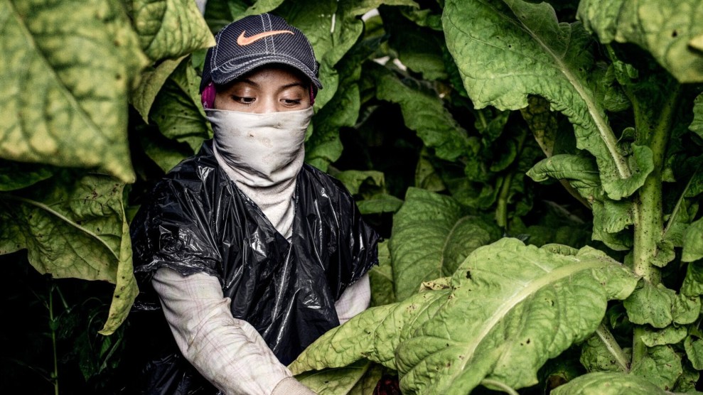 A 17-year-old tobacco worker, in a tobacco field in North Carolina.