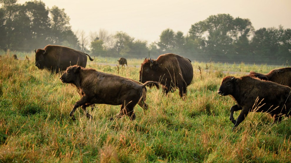 Bison Meat Is Hot. Ranchers Are Struggling to Keep Up. 2