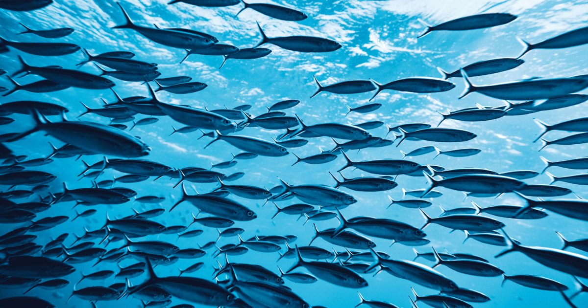 As Ocean Oxygen Levels Dip, Fish Face an Uncertain Future – Mother Jones