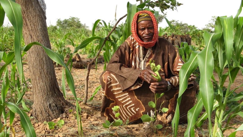 A farmer in Niger tends to a tree sprout growing among his millet crop.