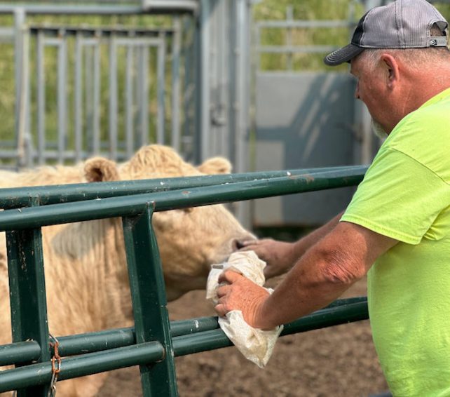 Jim, wearing a yellow shirt, feeding a cow some milk