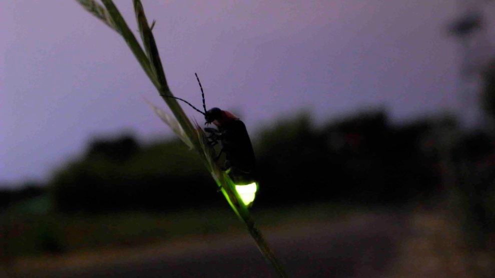 A photo of a Genji firefly, which has a glowing part of it, on a plant