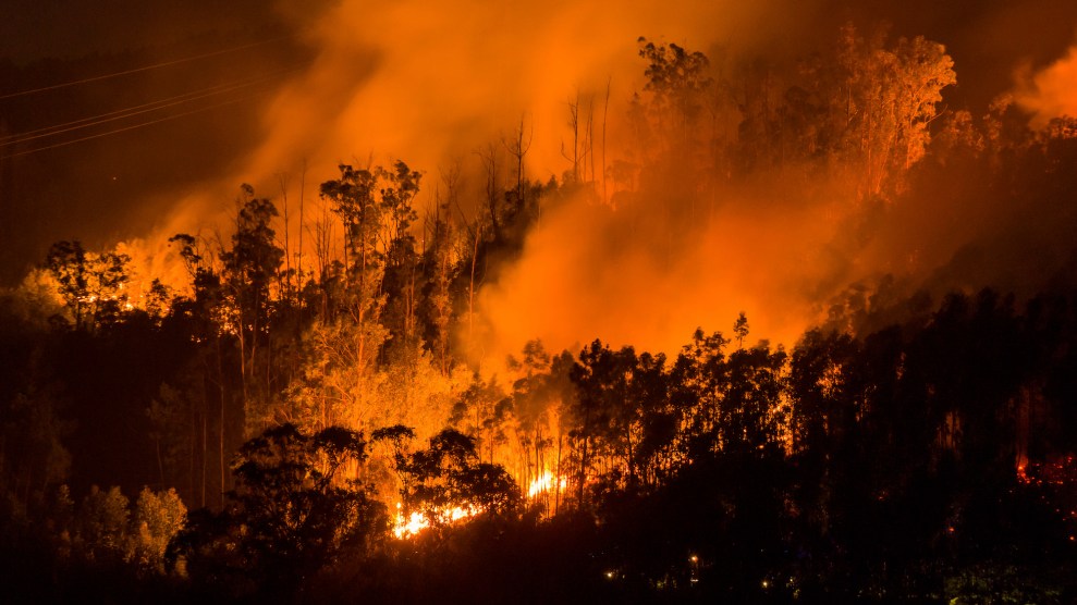 A forest engulfed in orange flames