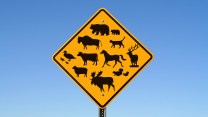 A yellow diamond traffic sign stands in front of a blue sky. On the sign there silhouettes of bears, a bison, a sheep, a horse, a cat, a duck and ducklings, a cow, an elk, a squirrel and a baby squirrel, and a moose. The sign indicates that this is a road crossing for many animals.