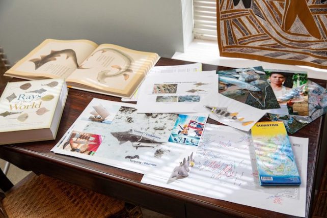 A photo of McDavitt's desk, with books and pictures and drawings of wedgefish on it