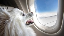 A small fluffy white dog smiles in front of an airplane window.