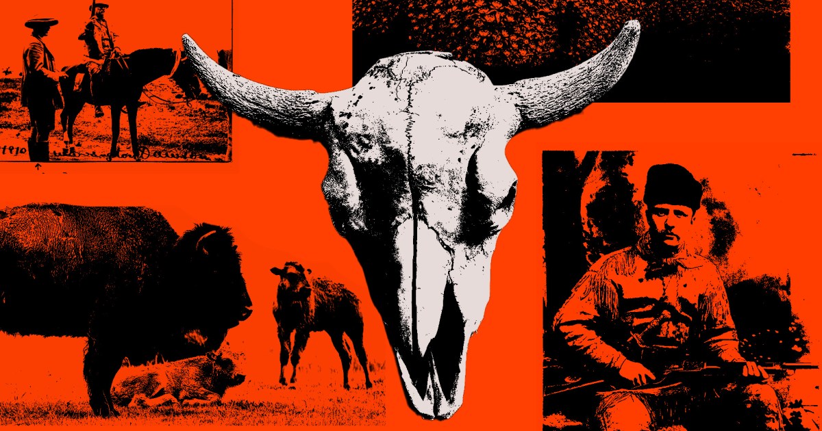The Disturbing Story of How America Saved the Buffalo – Mother Jones