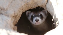 A black-footed ferret looks out of the entrance to a prairie dog tunnel