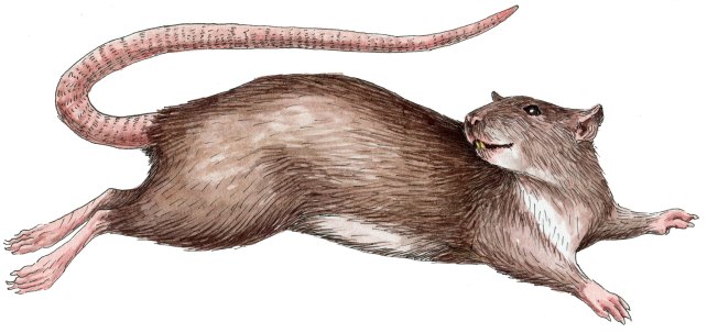 In Defense of the Rat – Mother Jones