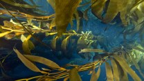Dark blue water is interrupted by swirling kelp leaves.