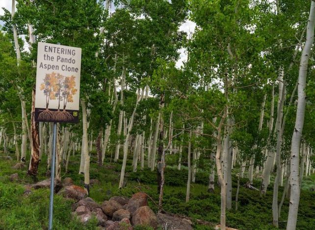 Pando trees and a sign that says "Entering the Pando Aspen Clone"