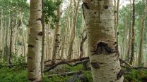 Pando trees, which have light brown coloring and green leaves.