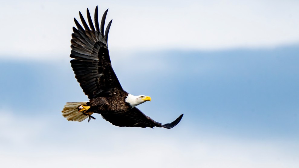 A bald eagle soars in the sky.