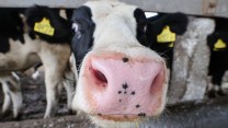 A black and white cow with a pink nose looking into a camera, with other cows behind it