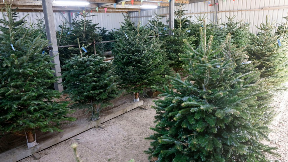 Cut Christmas trees in an indoor area, looking like they're about to be sold.