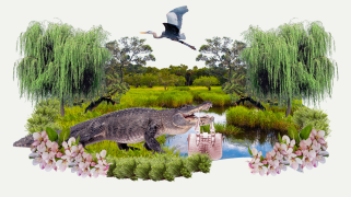 A collage of an alligator carrying a leather handbag, with a green nature background that looks like a swamp-like area, some pink flowers, and a bird flying above.