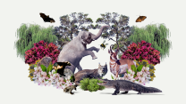 A collage of a few types of trees, an elephant, canada lynx, bat, pronghorn, butterfly, bumblebee, gopher, and a few other species
