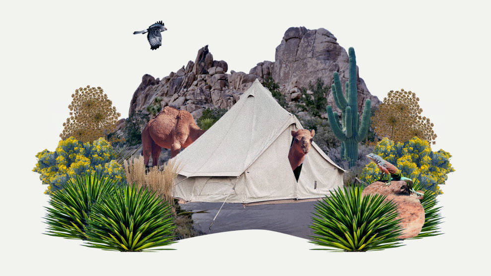 A collage of a camel peaking through a tent, different types of flower species, a bird flying, and a rocky cliff in the background.